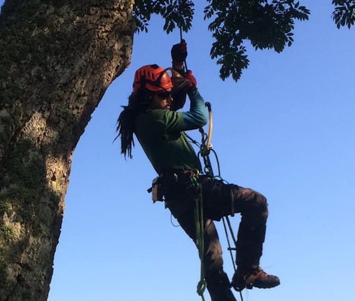 tree surgeons wark